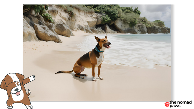A dog enjoying the beach in Barbados