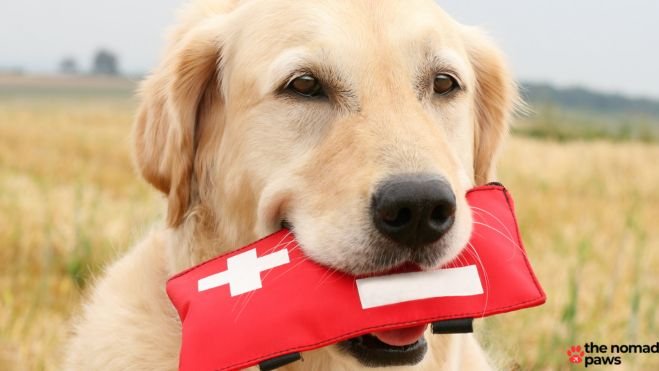 Always bring with you a first-aid kit for pets