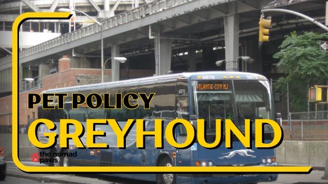 Can Dogs Travel on Greyhound Busses?