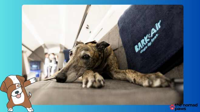 A First-Class Adventure for Dogs: Exploring BARK Air’s Services