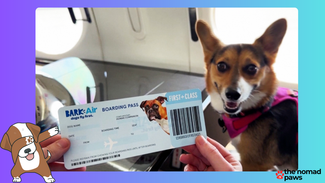 Bark Airlines Takes Off: Watch Dogs Celebrate Inaugural Flight!