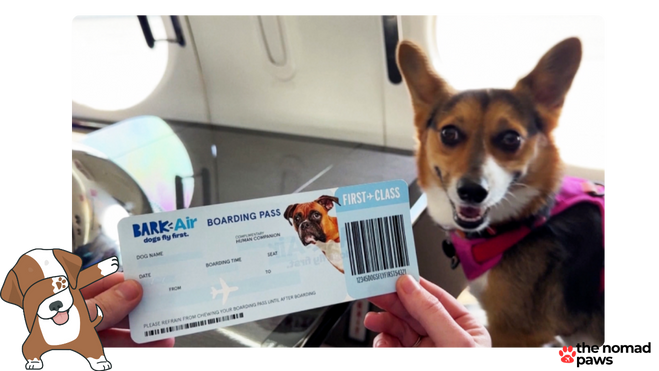 BARK Airline for Dogs