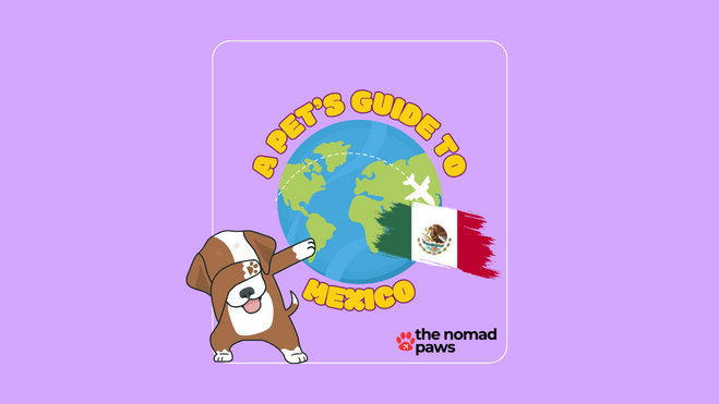 Can I Take My Dog to Mexico? [2024 Country Guide]