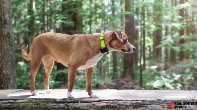 Keep Your Pup Safe and Sound with a GPS tracker