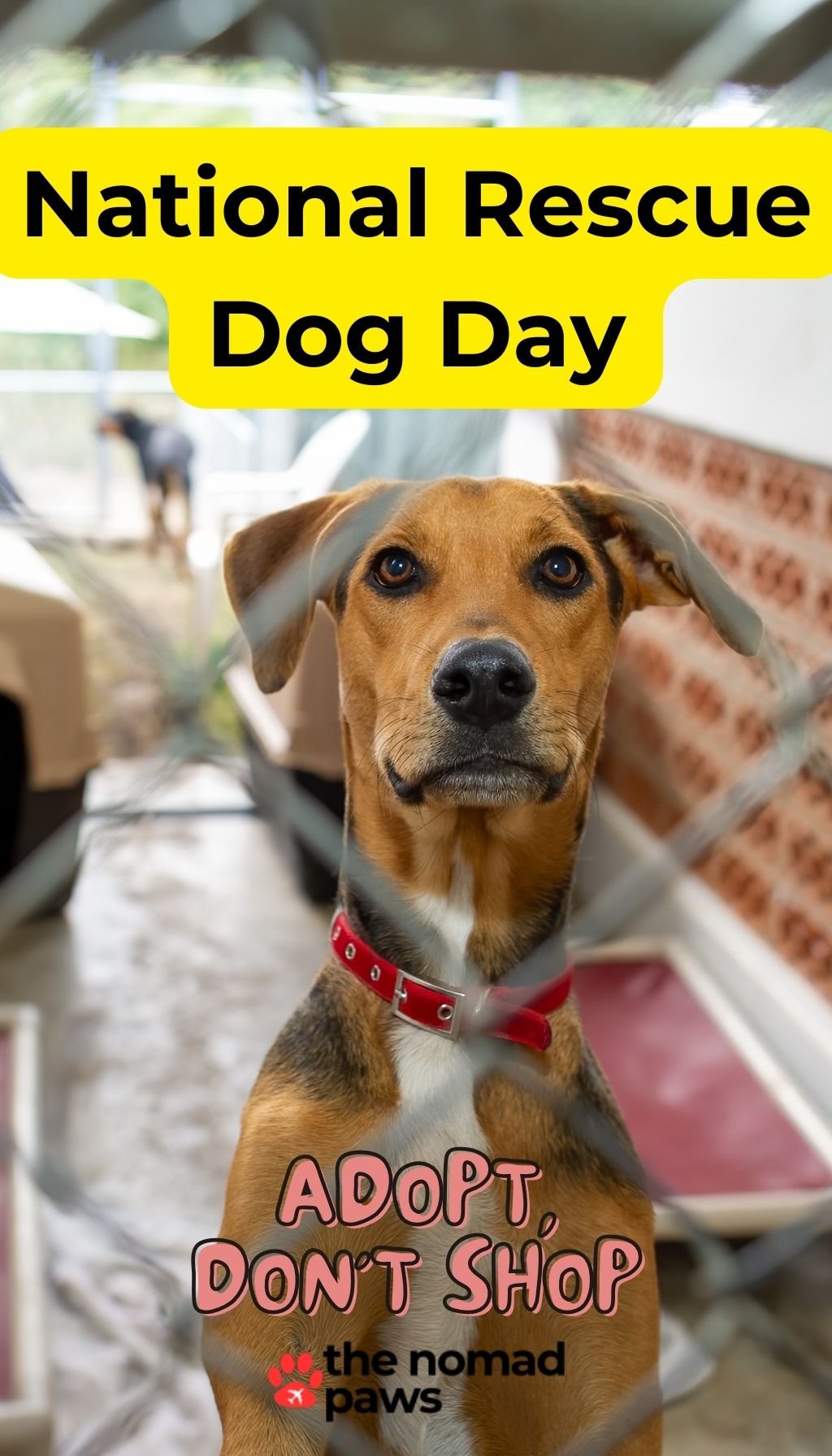 National-Dog-Resque-Day-1
