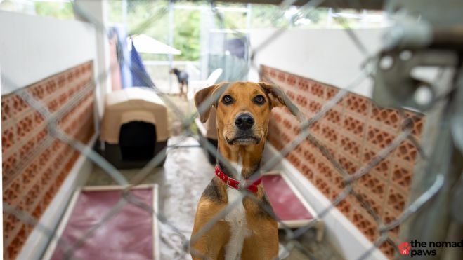 National Rescue Dog Day Shelter Volunteers