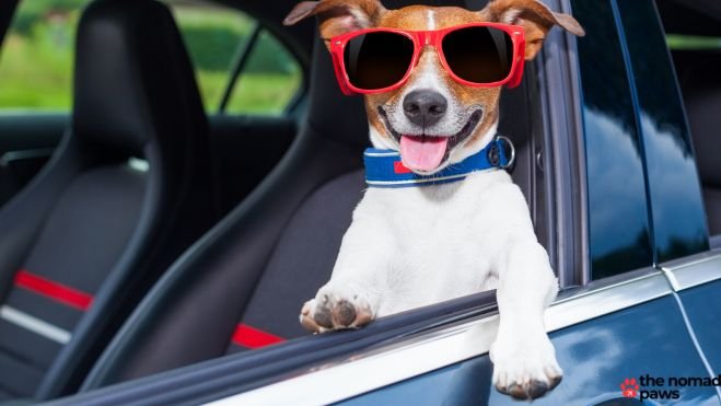 Plan Ahead for a Perfect Trip with Your Dog
