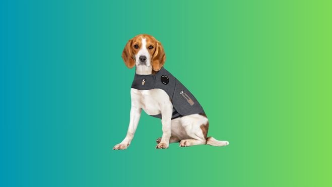 A dog wearing a Thundershirt against anxiety
