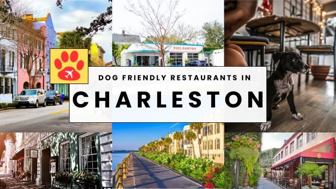 Where to Eat With Your Dog in Charleston, SC