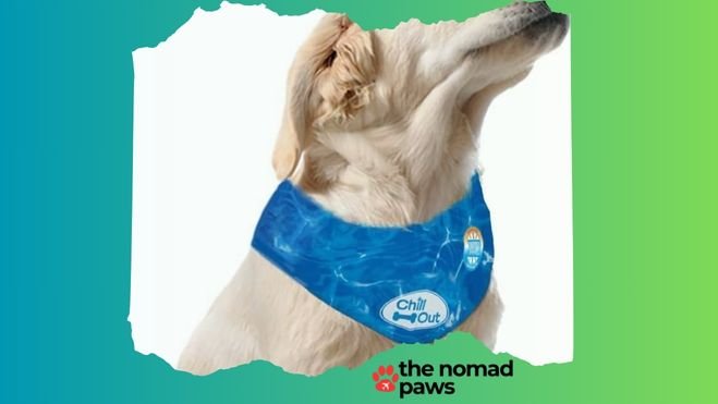 Cooling Bandana for dogs