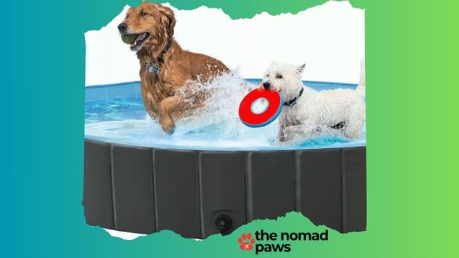 Dog Foldable Pool