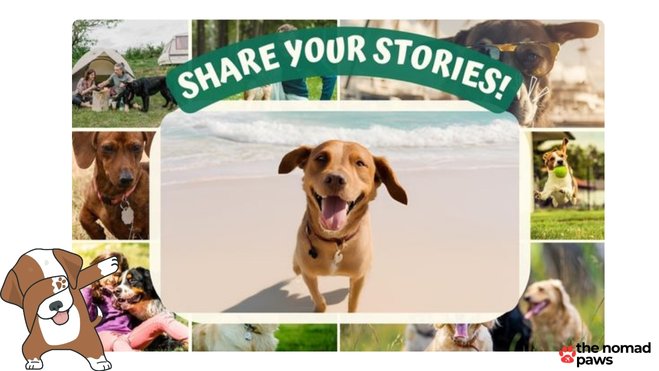 Share your story with The Nomad Paws