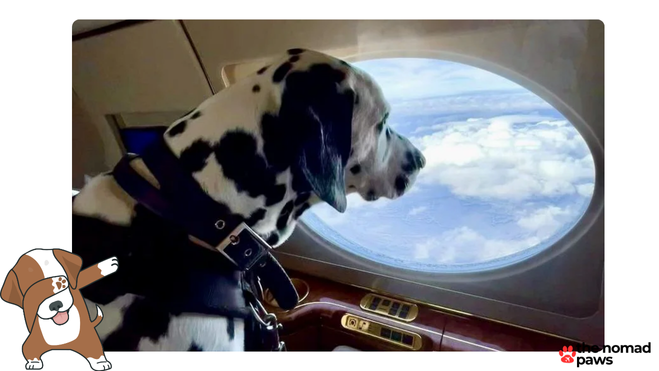 These Are the Airlines that Allow Big Dogs in Cabin in 2024