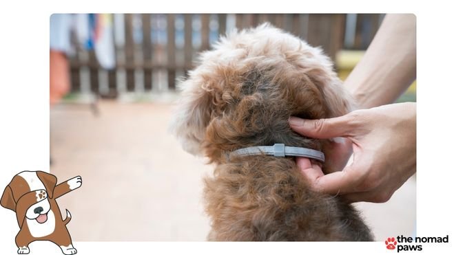 Best Flea and Tick Collar for Dogs_ Buying Guide