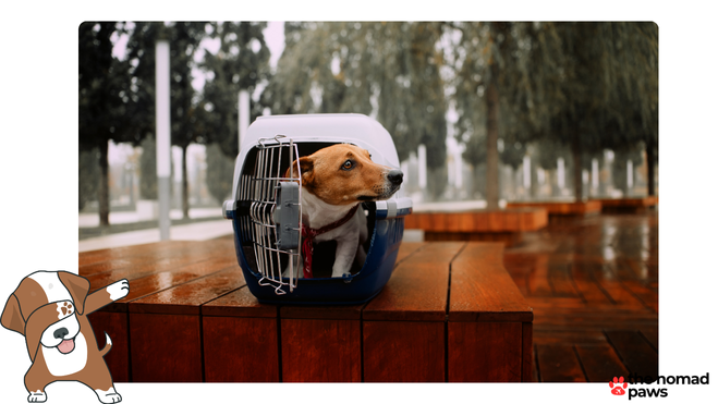Can you fly with a dog on Avelo Airlines?