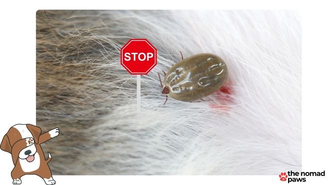 Complete Guide to Flea and Tick Collars for Dogs