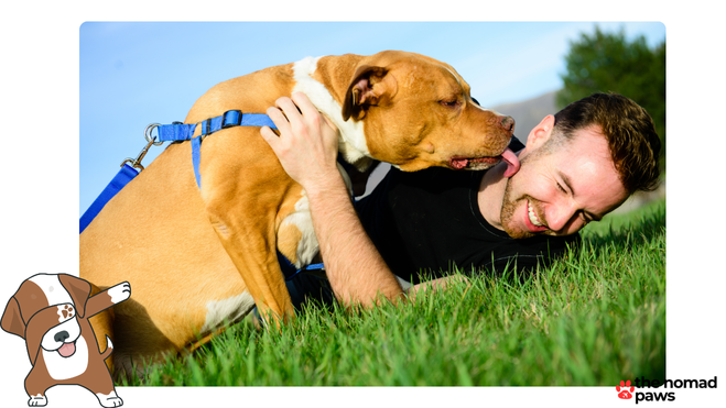 Countries Where Pit Bulls are Popular and Accepted