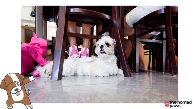 Dog At the Restaurant Etiquette and Tips