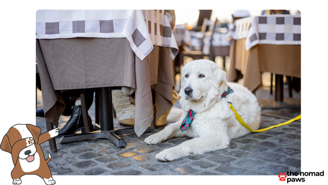 Dog at a restaurant