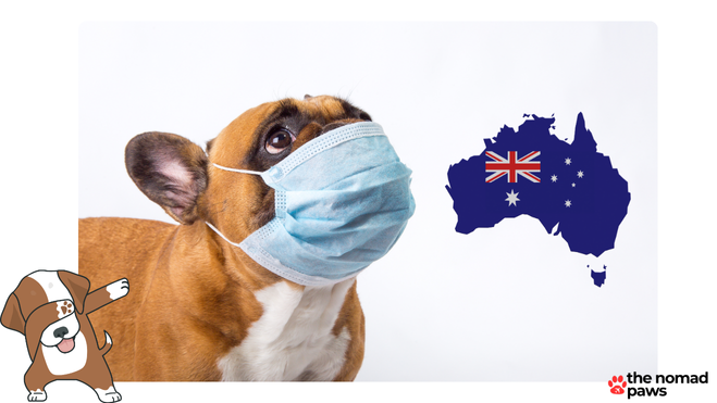 How to Avoid Pet Quarantine in Australia