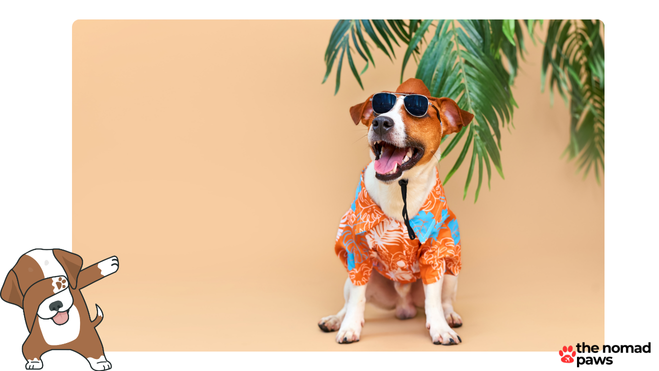 How to Get Your Dog to Hawaii Without Quarantine