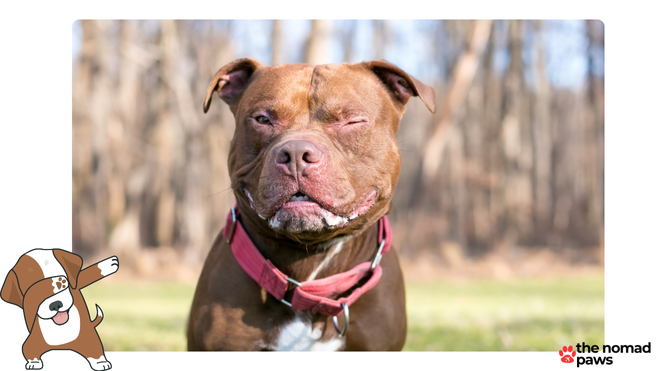 International Trends in Pit Bull Legislation