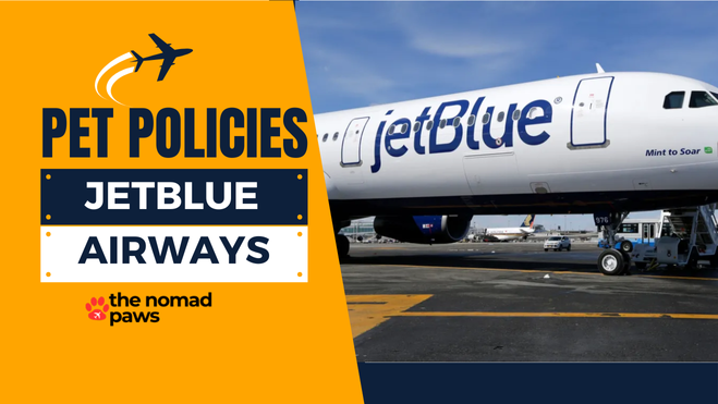 JetBlue Pet Policy Explained The Nomad Paws