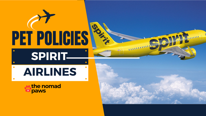 Spirit Airlines Pet Policy – Explained