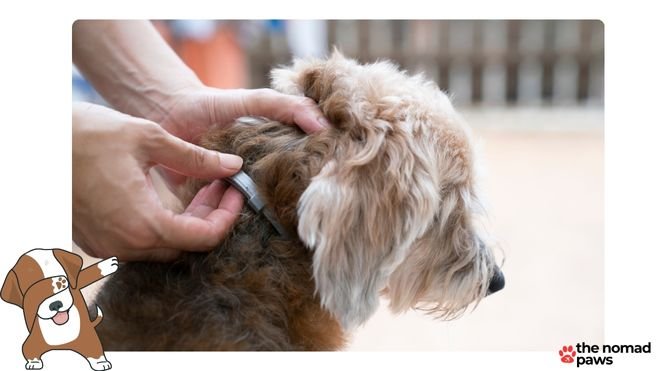 The Best Flea and Tick Collars for Dogs
