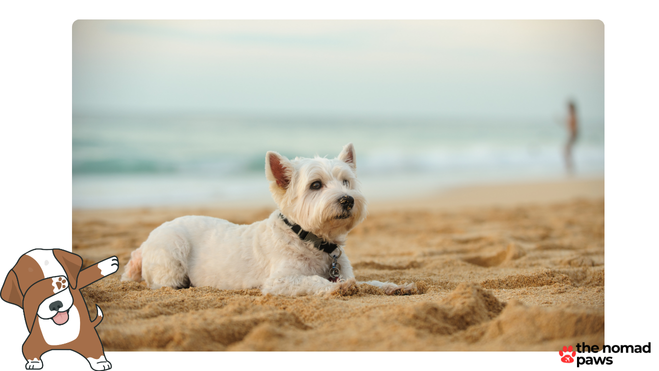 What are the dog laws in Hawaii?