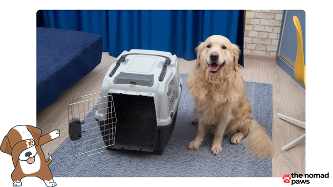 Which US Airlines Allow large Dogs in the Cabin