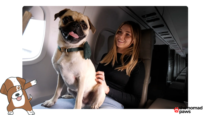 Which airlines allow large dogs