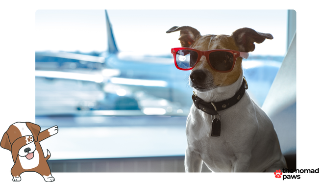 avelo airlines pet policy