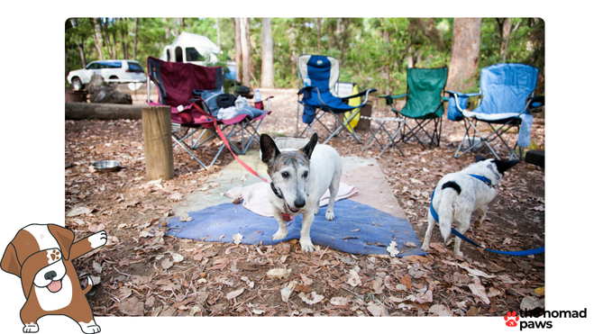 best camping gear for dogs