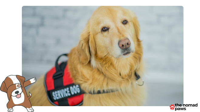 british airways pet policy in cabin