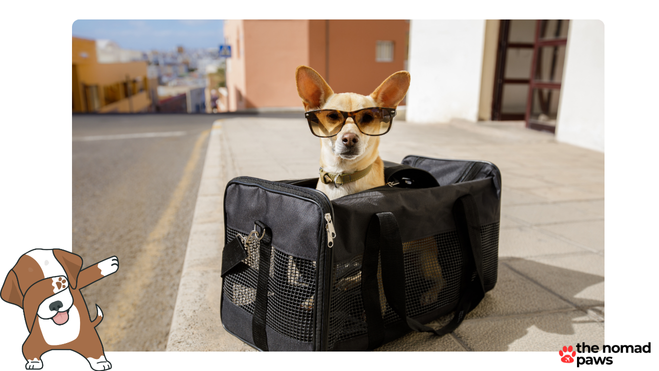 british airways pet policy international