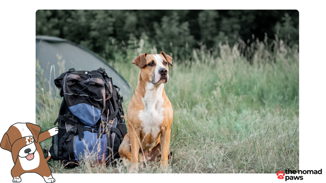 camp gear for dogs