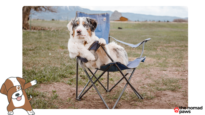 camping gear for dogs