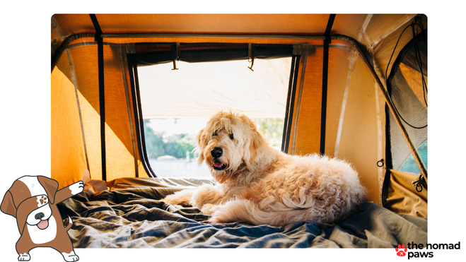 dog camping gear list