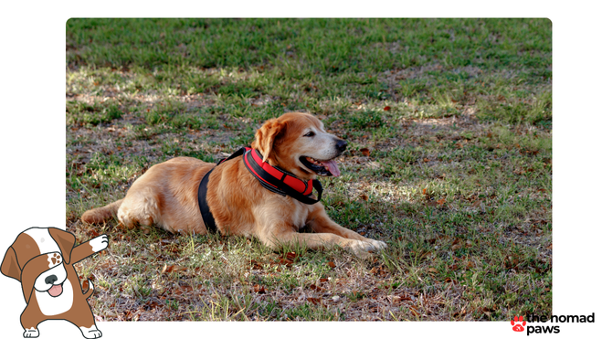 emotional support dog spirit airlines