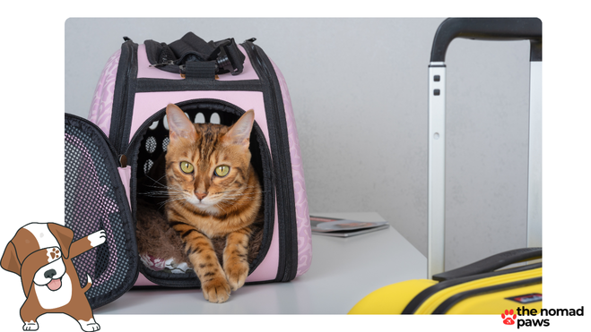 hawaiian airlines pet carrier policy