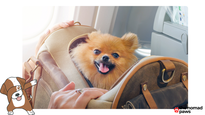 how strict is jetblue pet policy