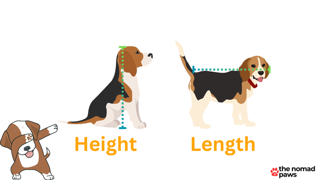 how to measure your dog