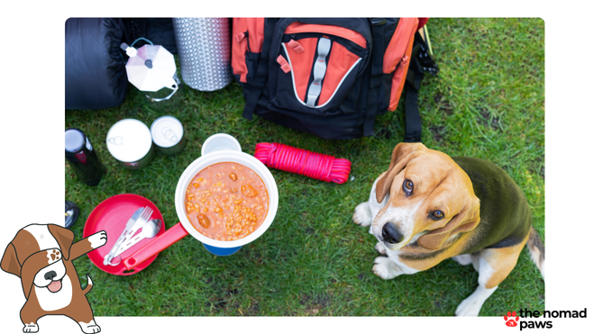 must have camping gear for dogs