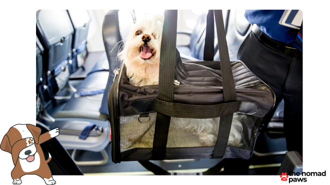 southwest airlines pet policy