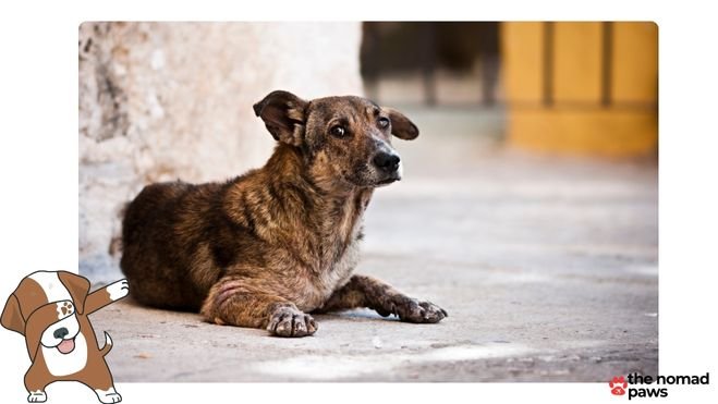 At what age do dogs start slowing down?