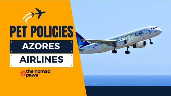 Azores Airlines Pet Policy – Explained