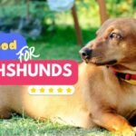 Best dog food for Dachshunds