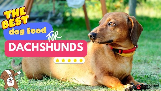 Best Food for Dachshunds: What to Feed Your Dog in 2024