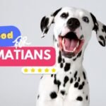 Best dog food for Dalmatians